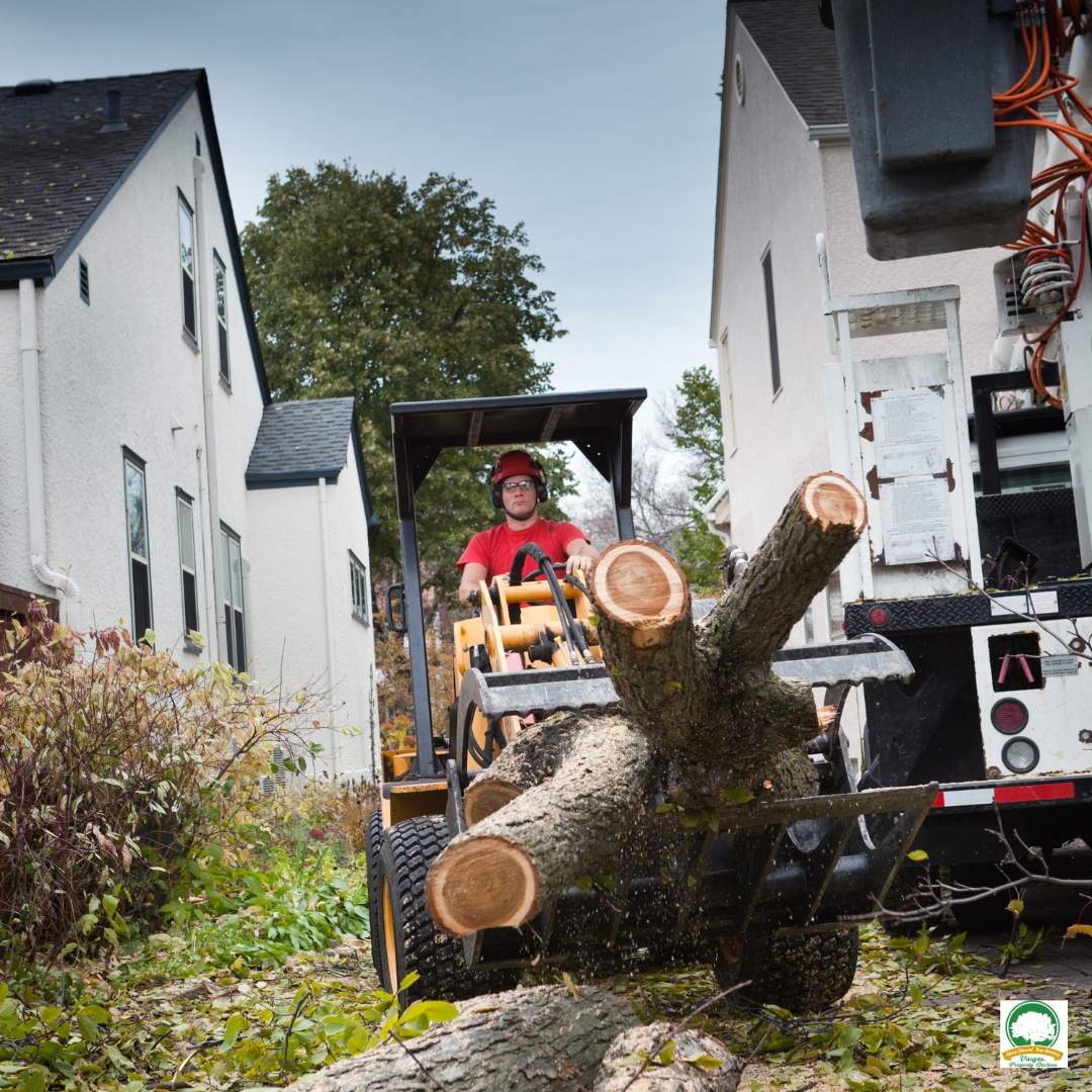 Tree Removal Services Ewing NJ - Above Ground Tree Services