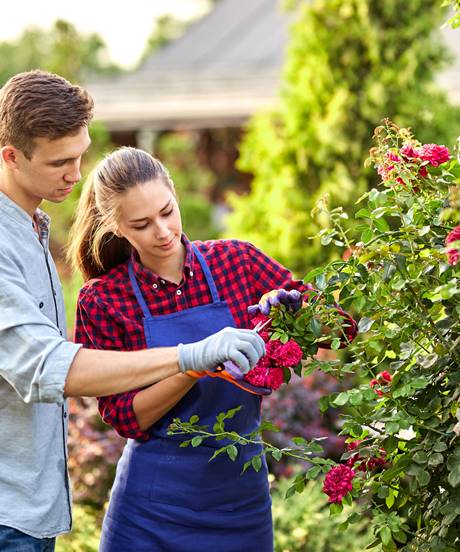 plant trimming by Above Ground Tree Service