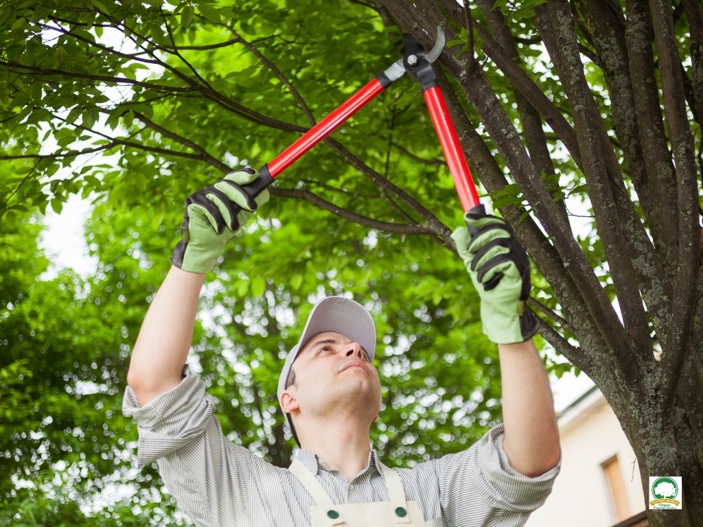 Expert Tree Care Services Ewing NJ - Above Ground Tree Services
