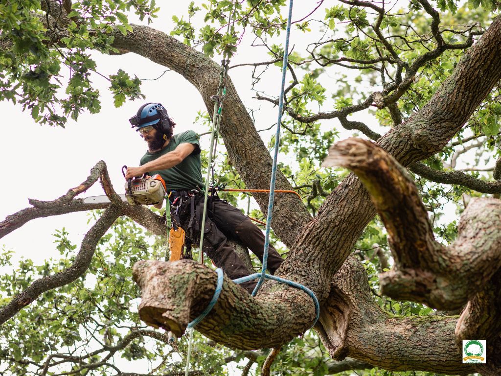 Remove Tree Removal Services Ewing NJ - Above Ground Tree Services