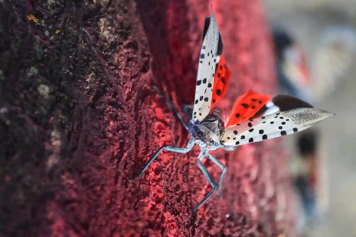 Spotted Lanternflies