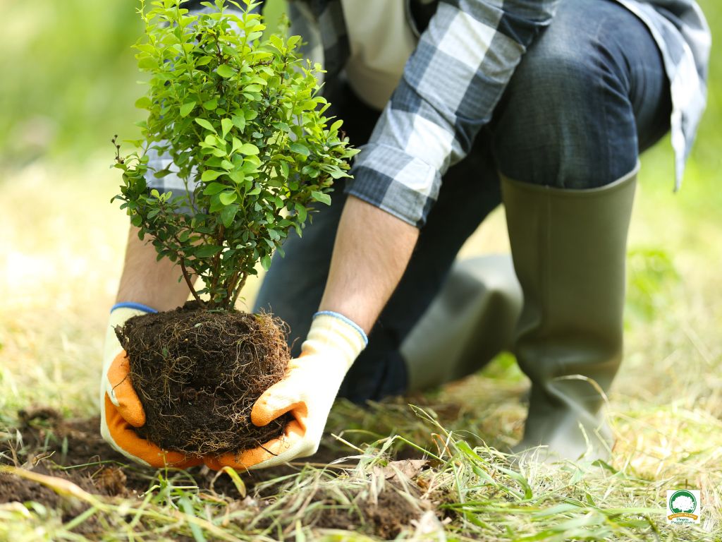 Tree Planting Landscape Arborist Services Ewing NJ - Above Ground Tree Services