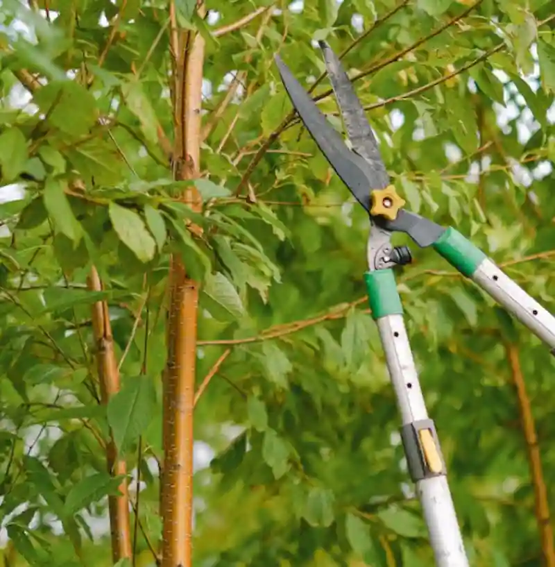 Tree Pruning