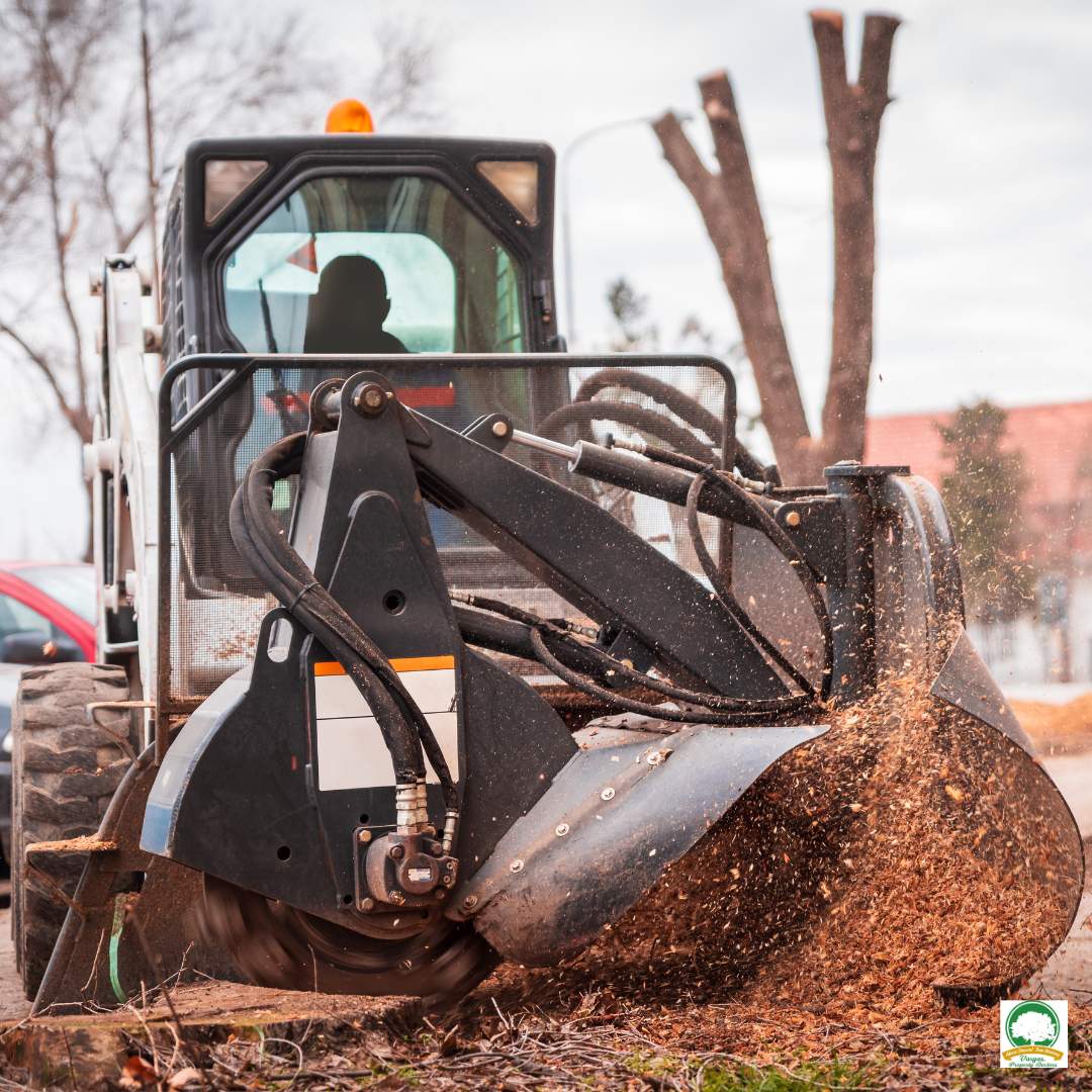 Tree Stump Removal Services Ewing NJ - Above Ground Tree Services