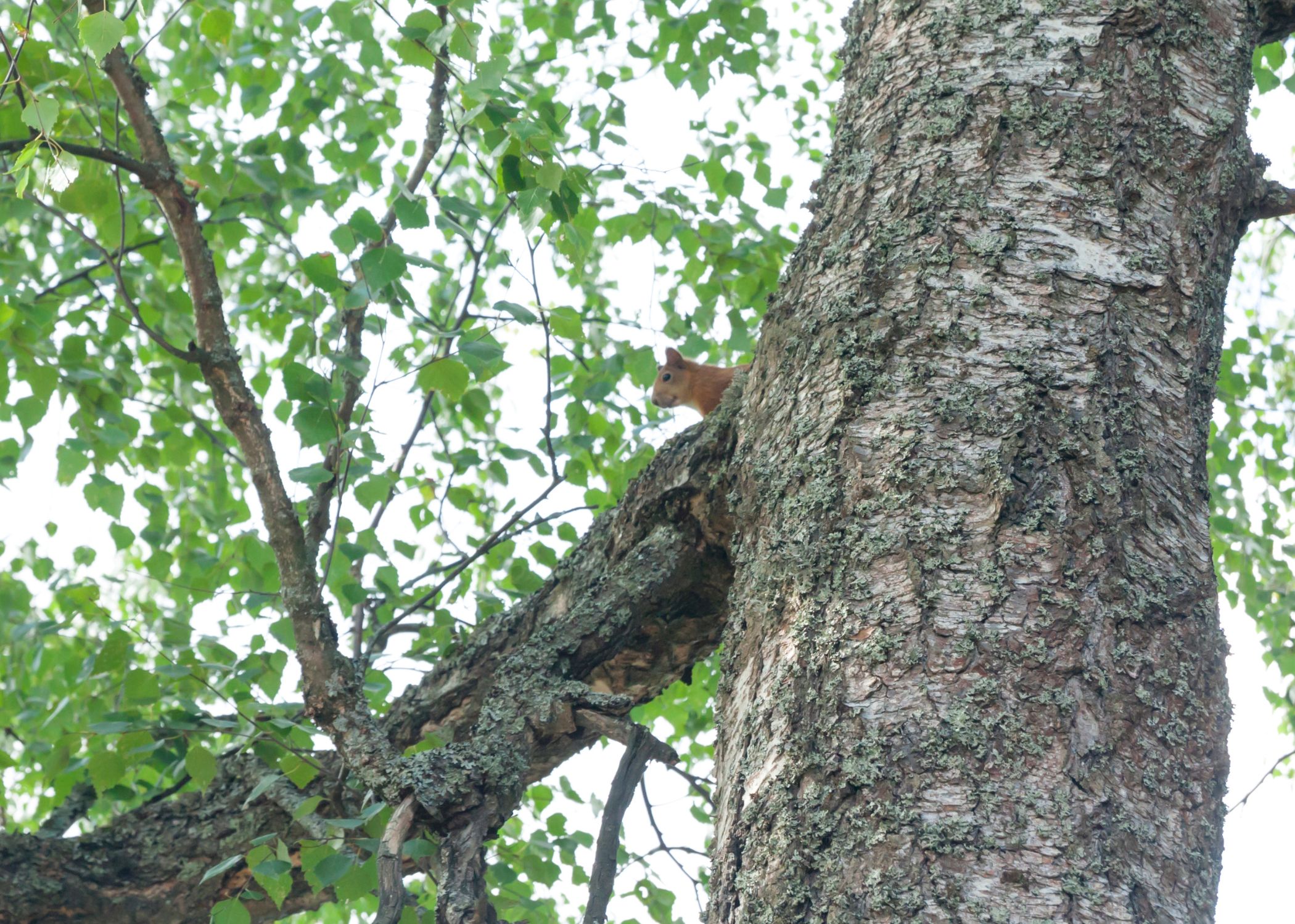 Tree cabling and bracing