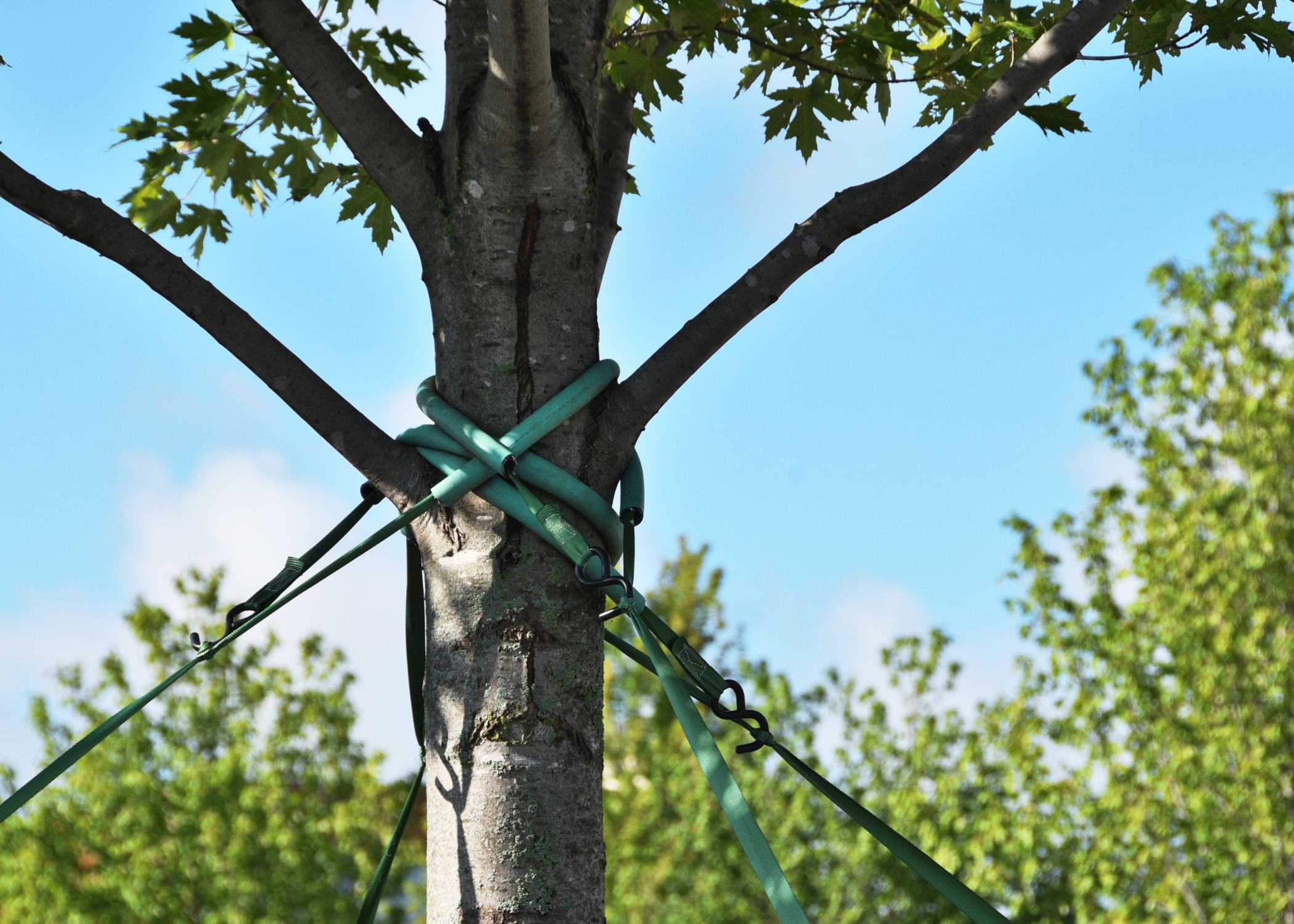 Tree cabling and bracing