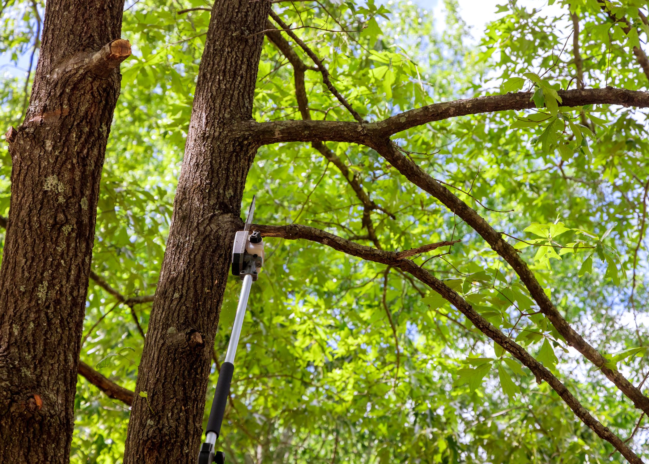 Tree cabling and bracing (8)