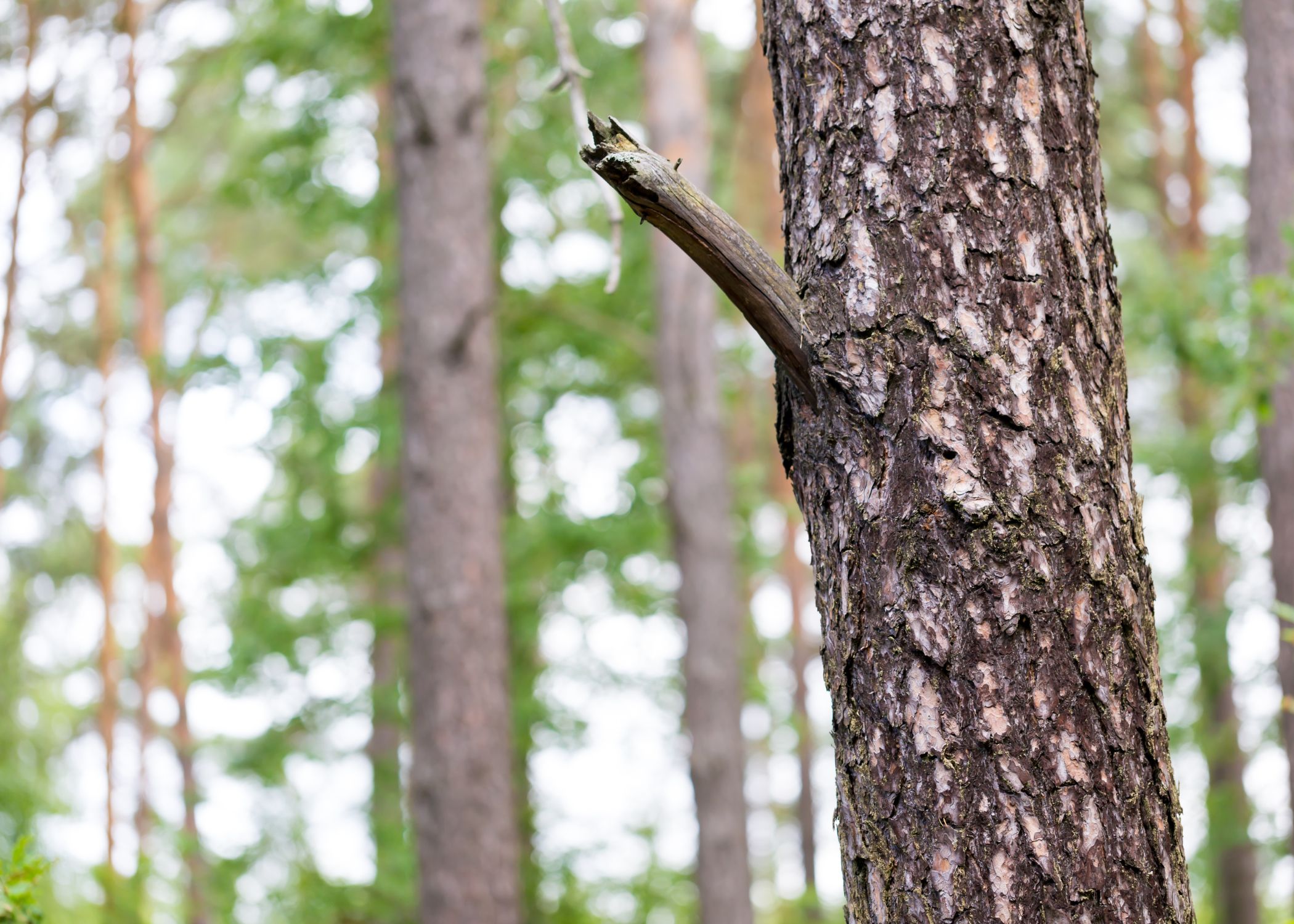 Tree cabling and bracing