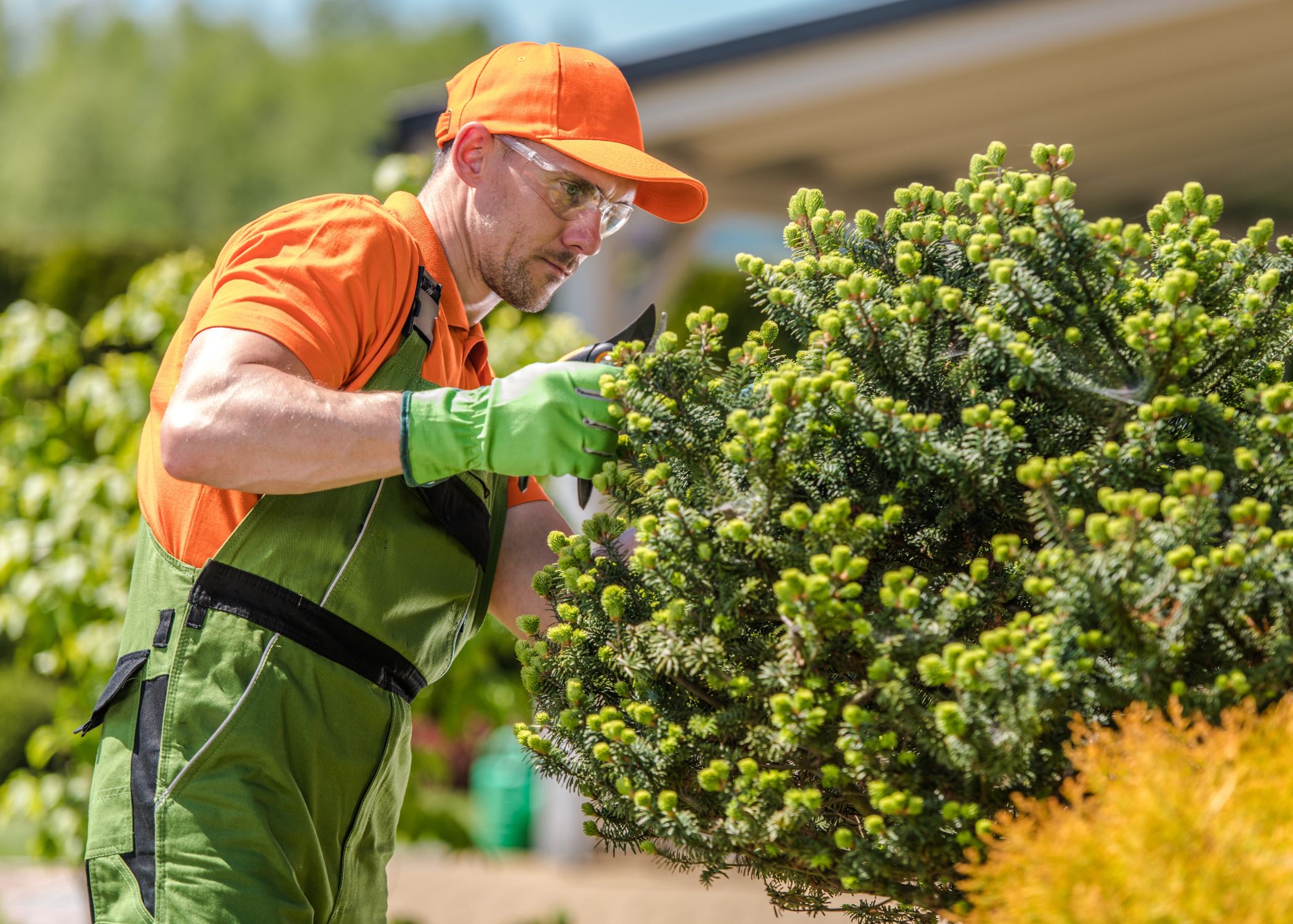 Tree Care