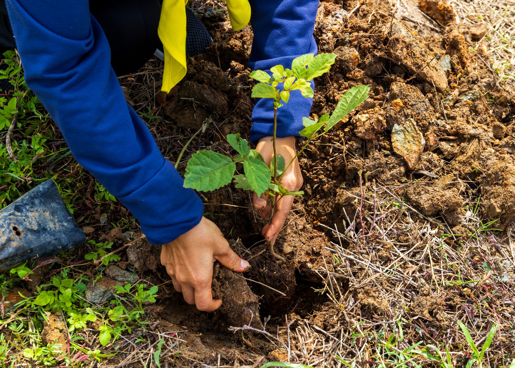 Tree Planting