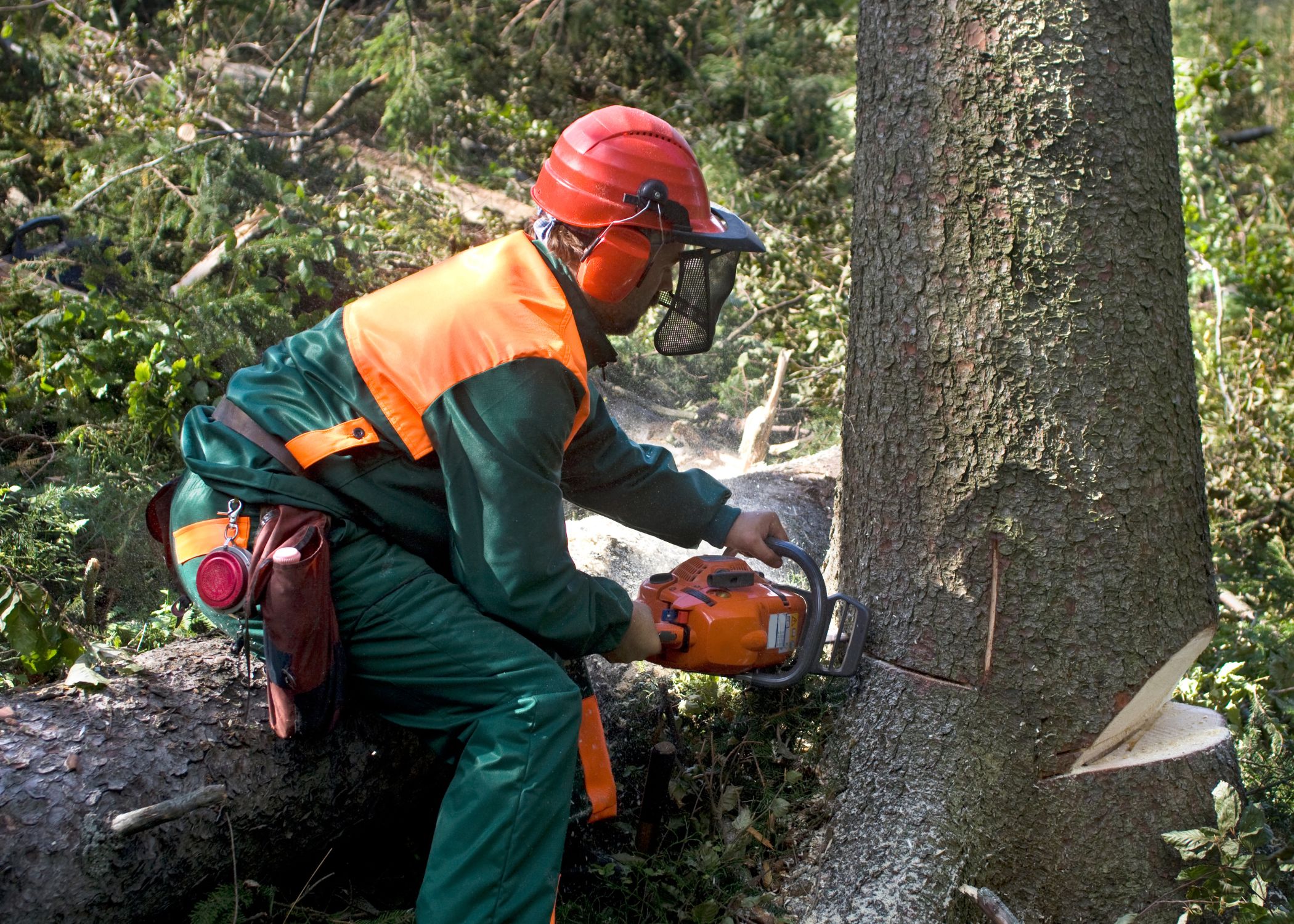 Tree Removal