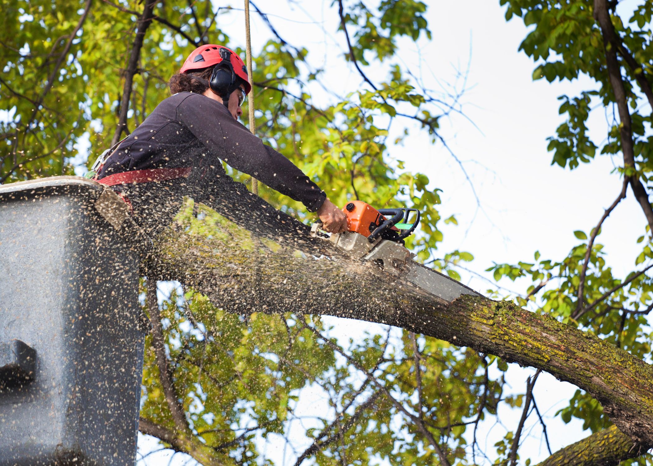 tree removal (6)