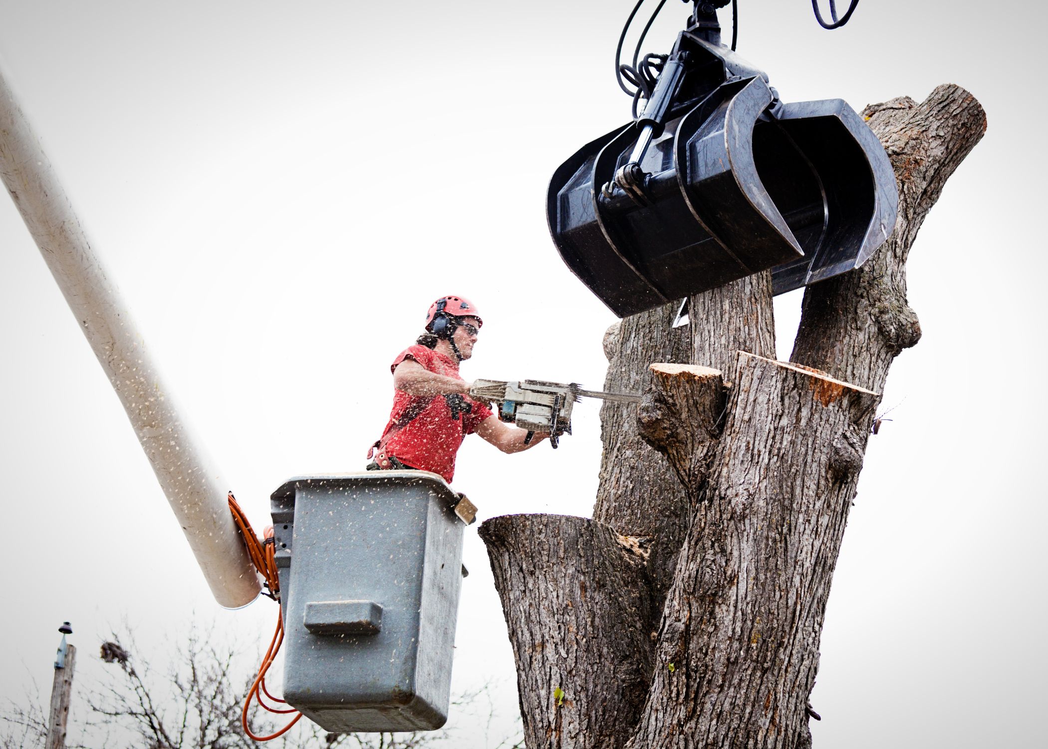 Tree Removal