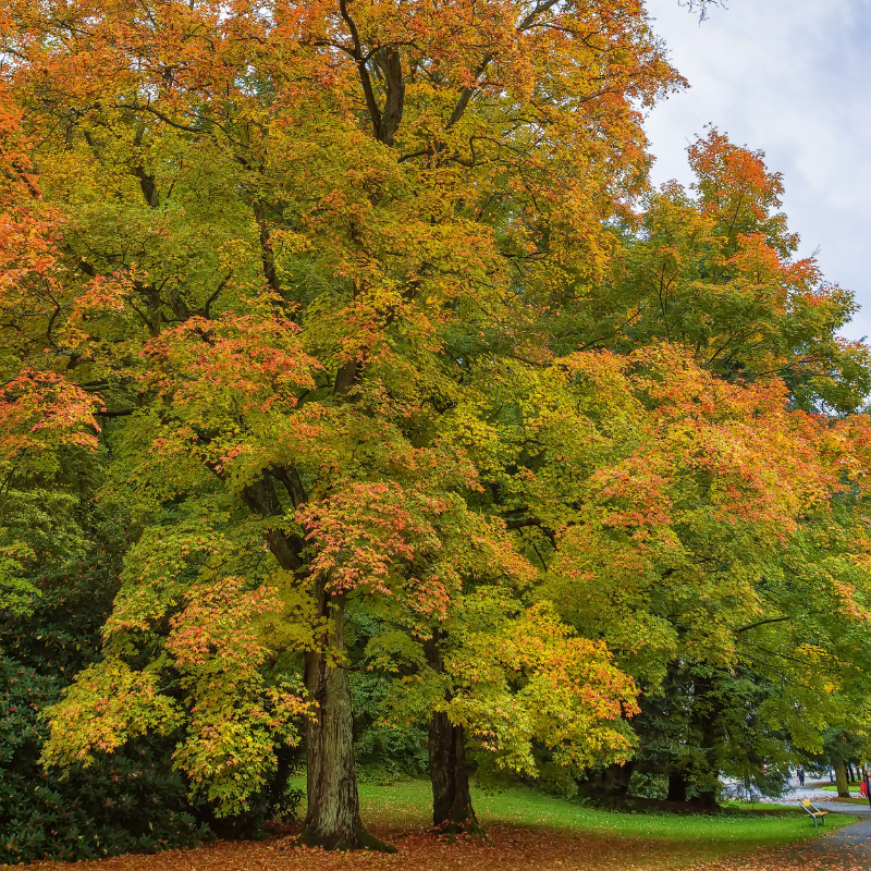 Top 5 Trees To Plant in Mercer County Yards