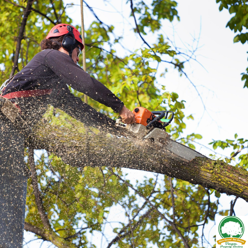 benefits of tree trimming and pruning