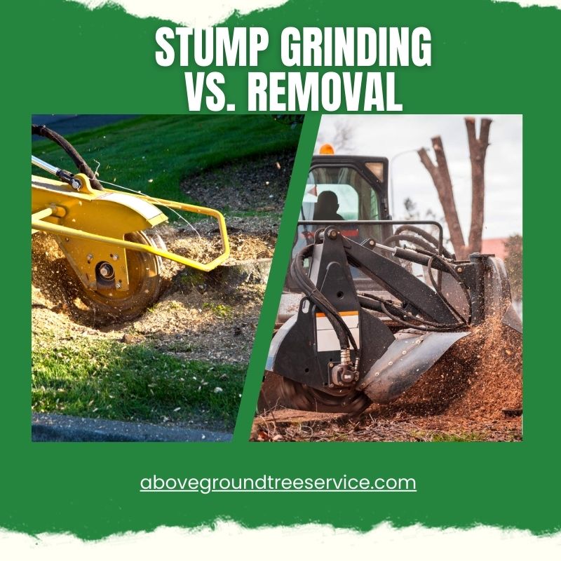 Stump Grinding vs Removal