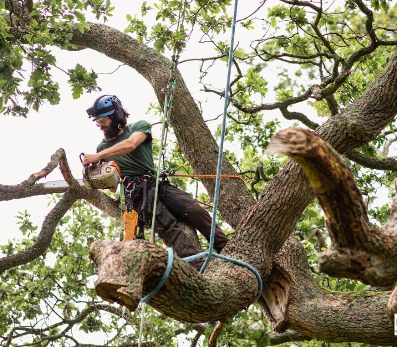 Tree Care Maintenance Services Ewing NJ - Above Ground Tree Services