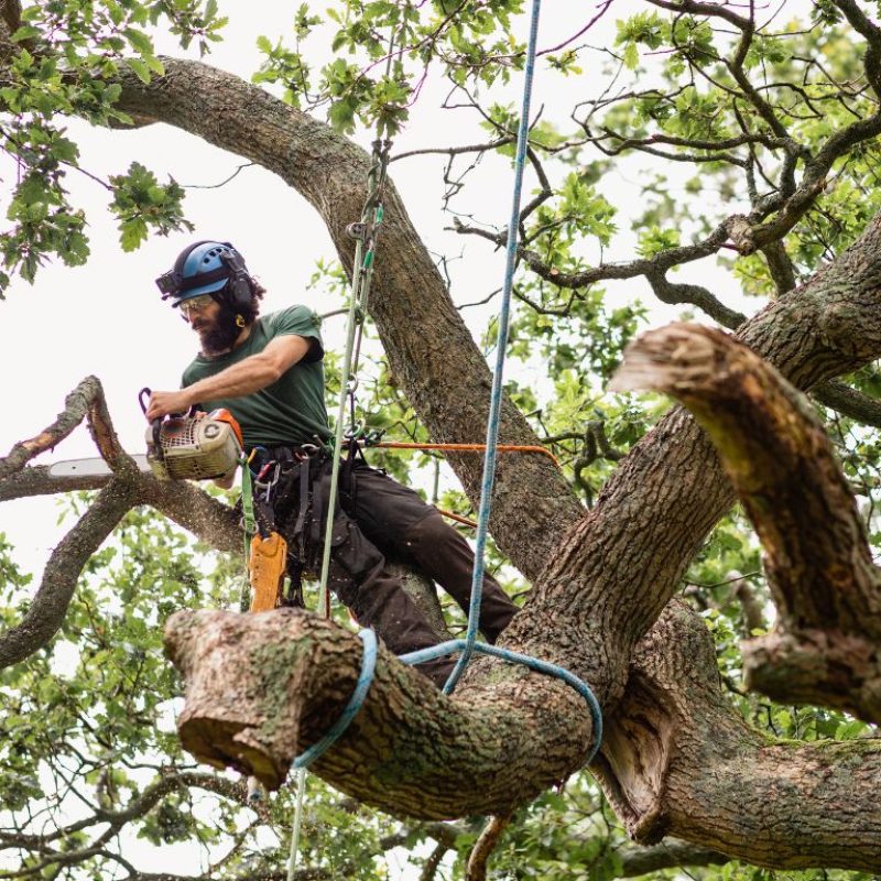 Tree Care Maintenance Services Ewing NJ - Above Ground Tree Services