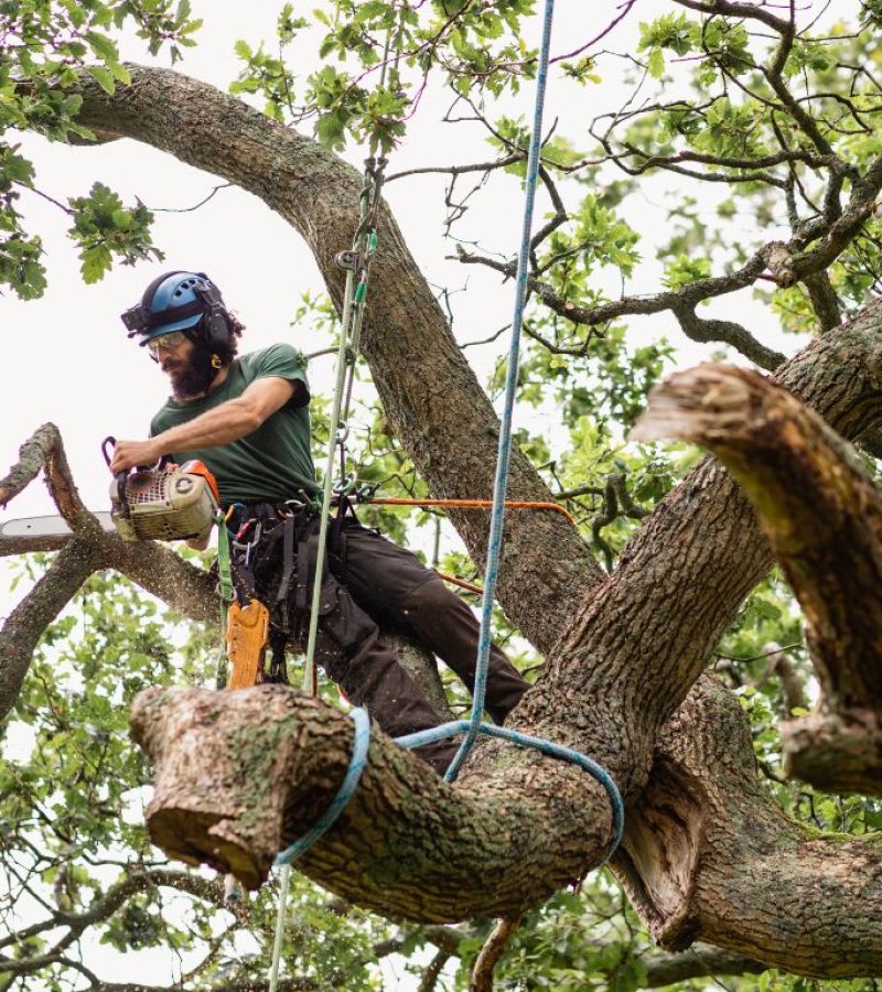 Tree Care Maintenance Services Ewing NJ - Above Ground Tree Services