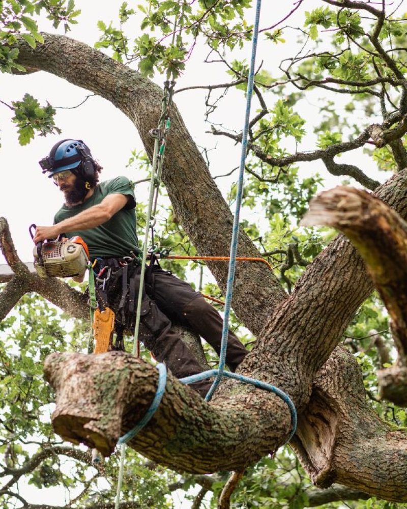 Tree Care Maintenance Services Ewing NJ - Above Ground Tree Services