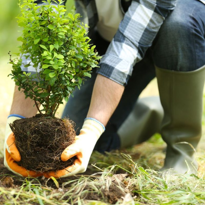 Tree Planting Landscape Arborist Services Ewing NJ - Above Ground Tree Services