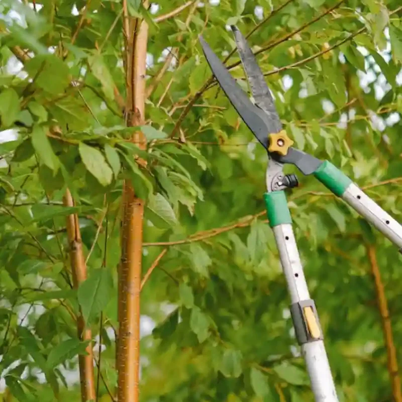 Tree Pruning