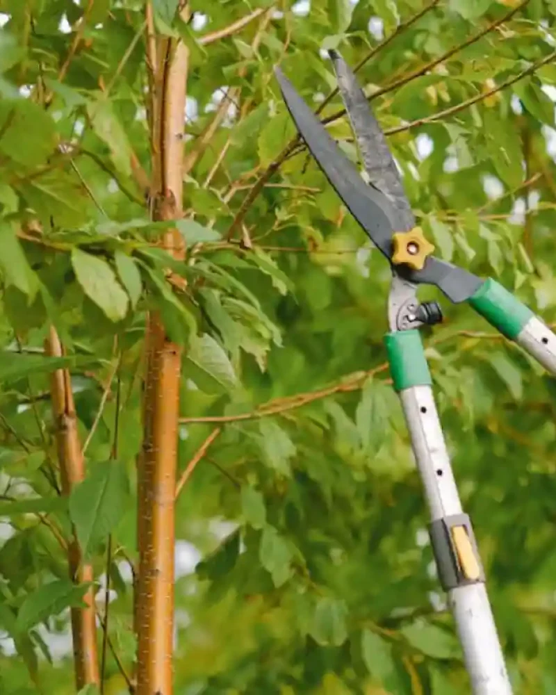 Tree Pruning