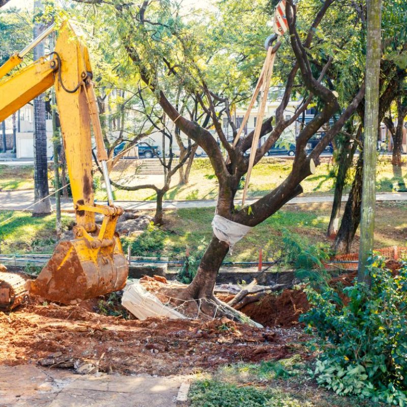 Tree Removal Services Ewing NJ