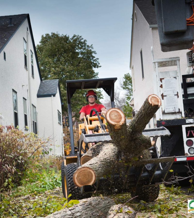 Tree Removal Services Ewing NJ - Above Ground Tree Services