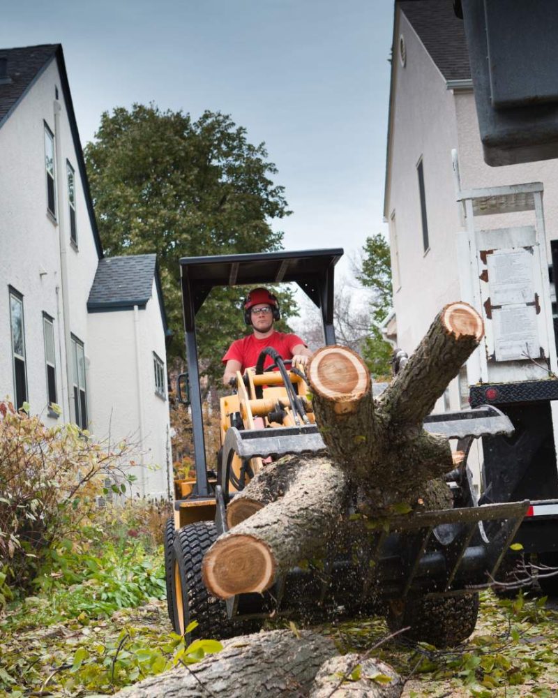 Tree Removal Services Ewing NJ - Above Ground Tree Services