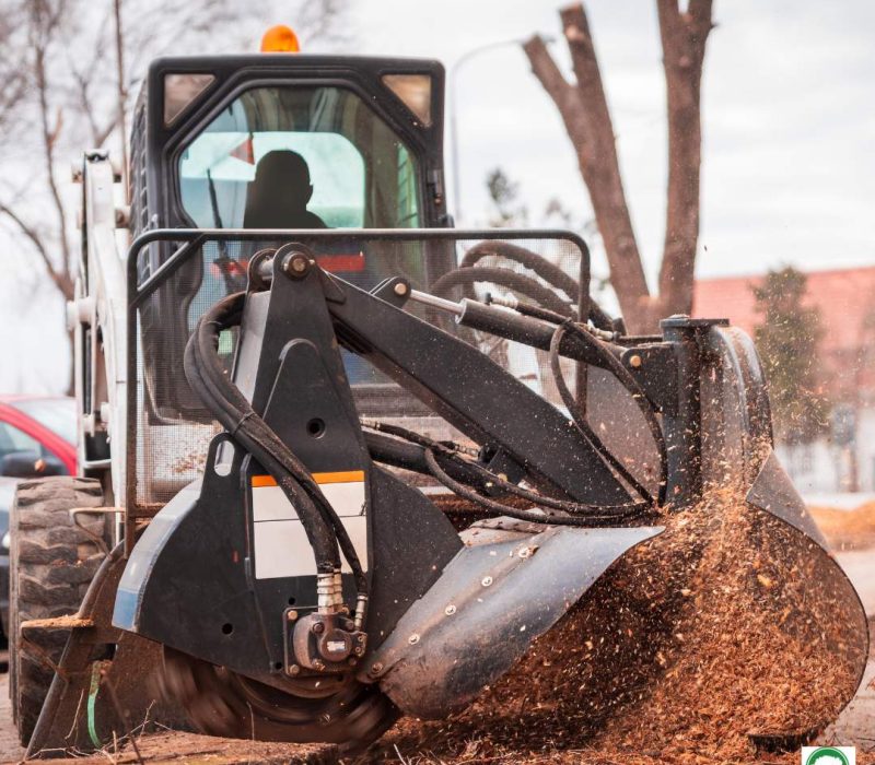 Tree Stump Removal Services Ewing NJ - Above Ground Tree Services