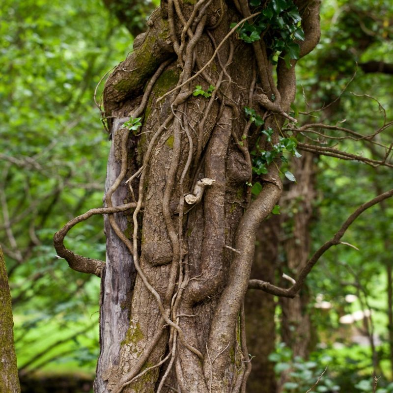 Tree cabling and bracing