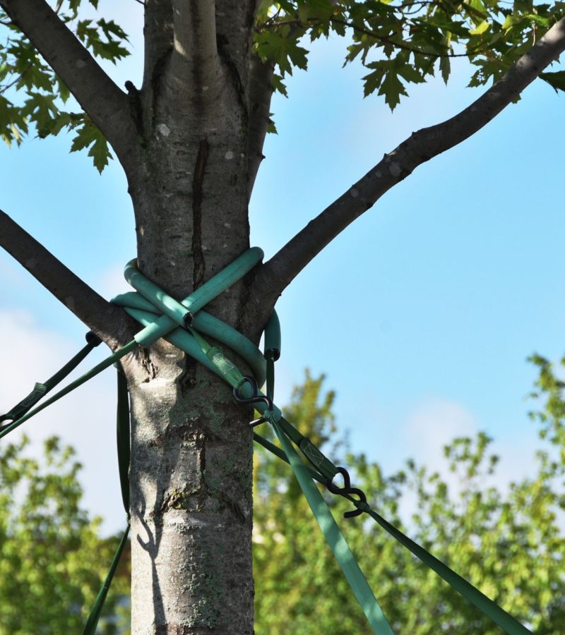 Tree cabling and bracing (6)