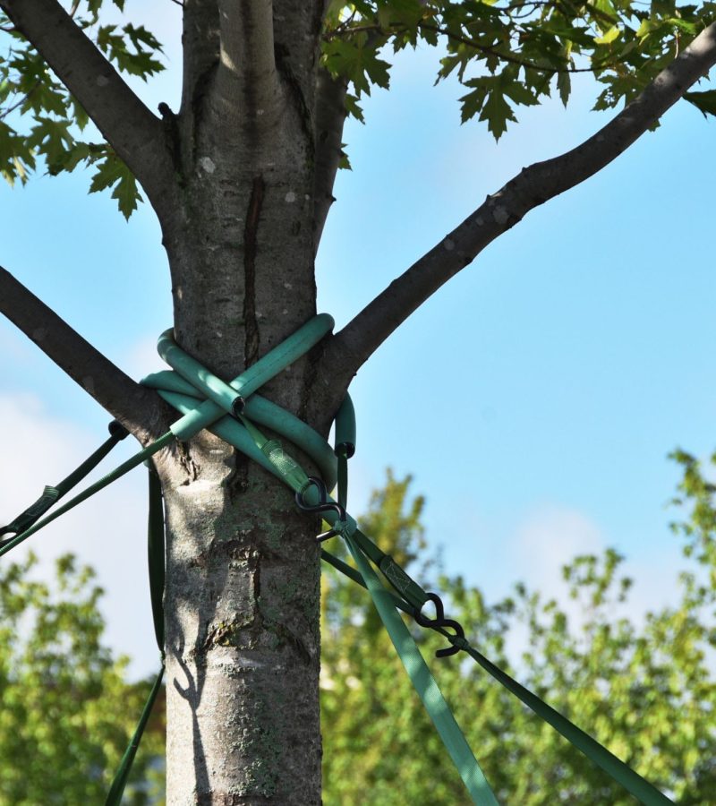 Tree cabling and bracing