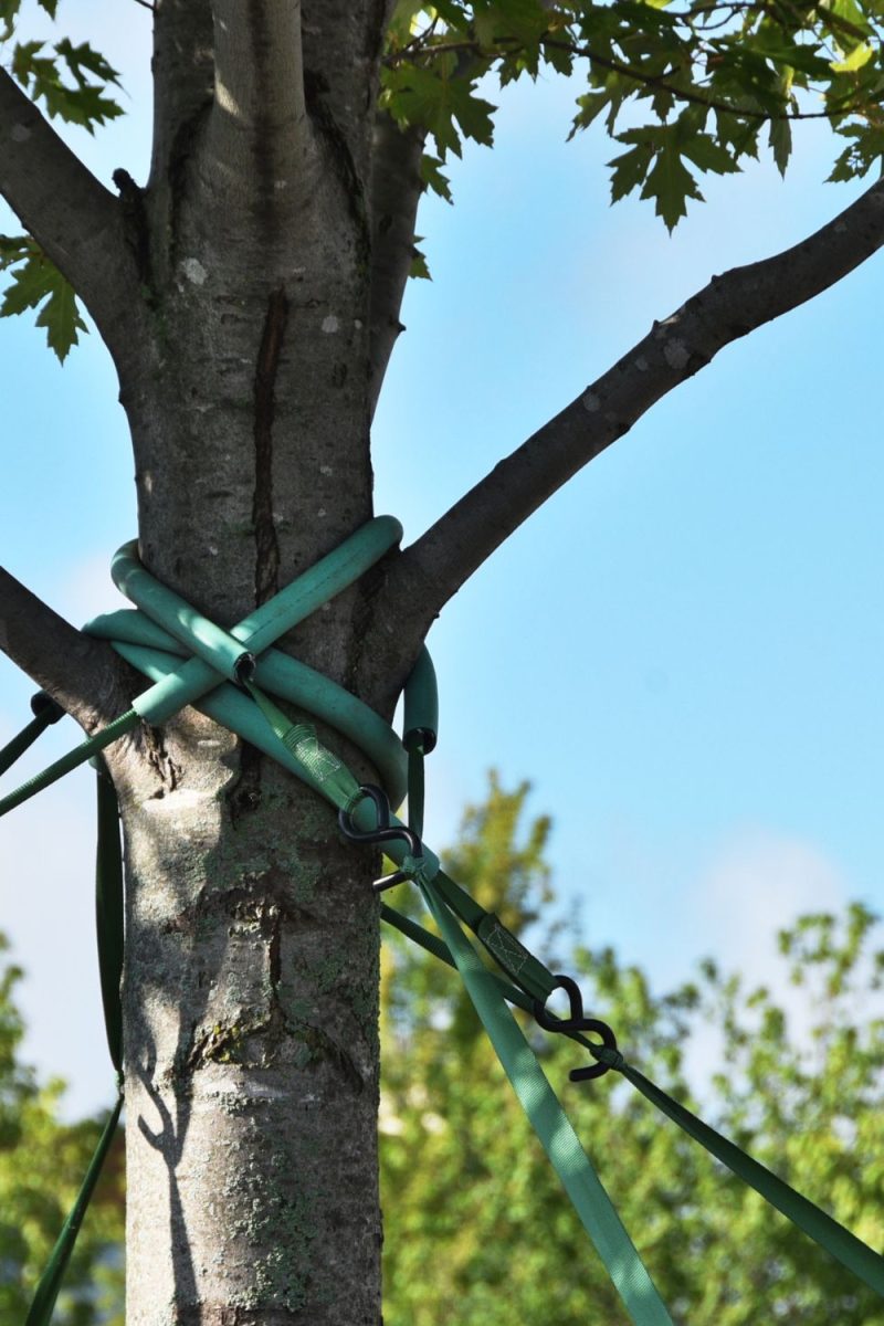 Tree cabling and bracing