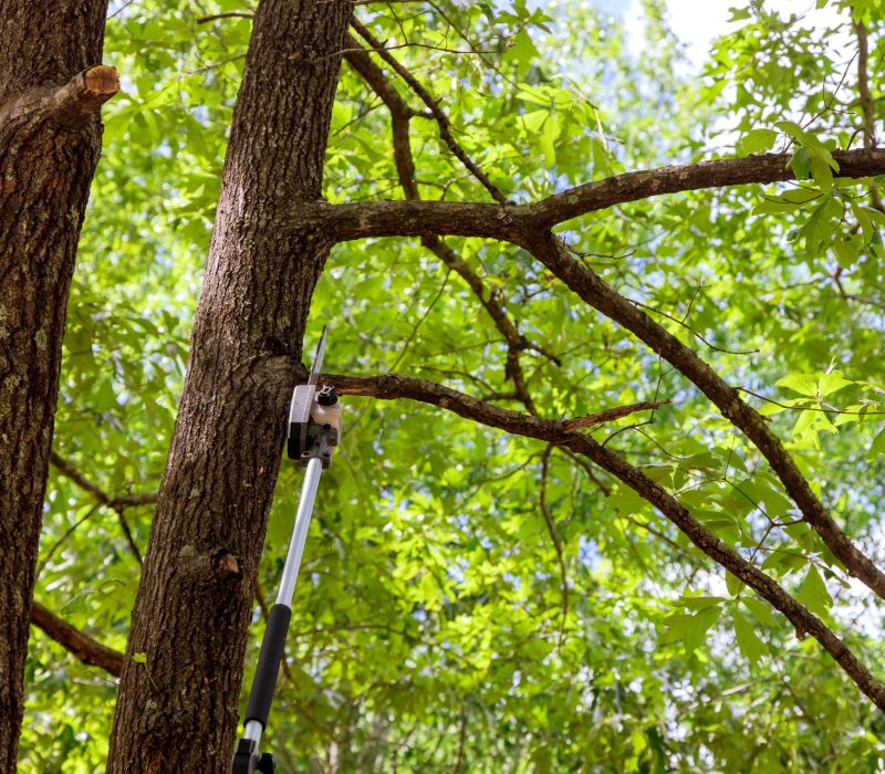 Tree cabling and bracing