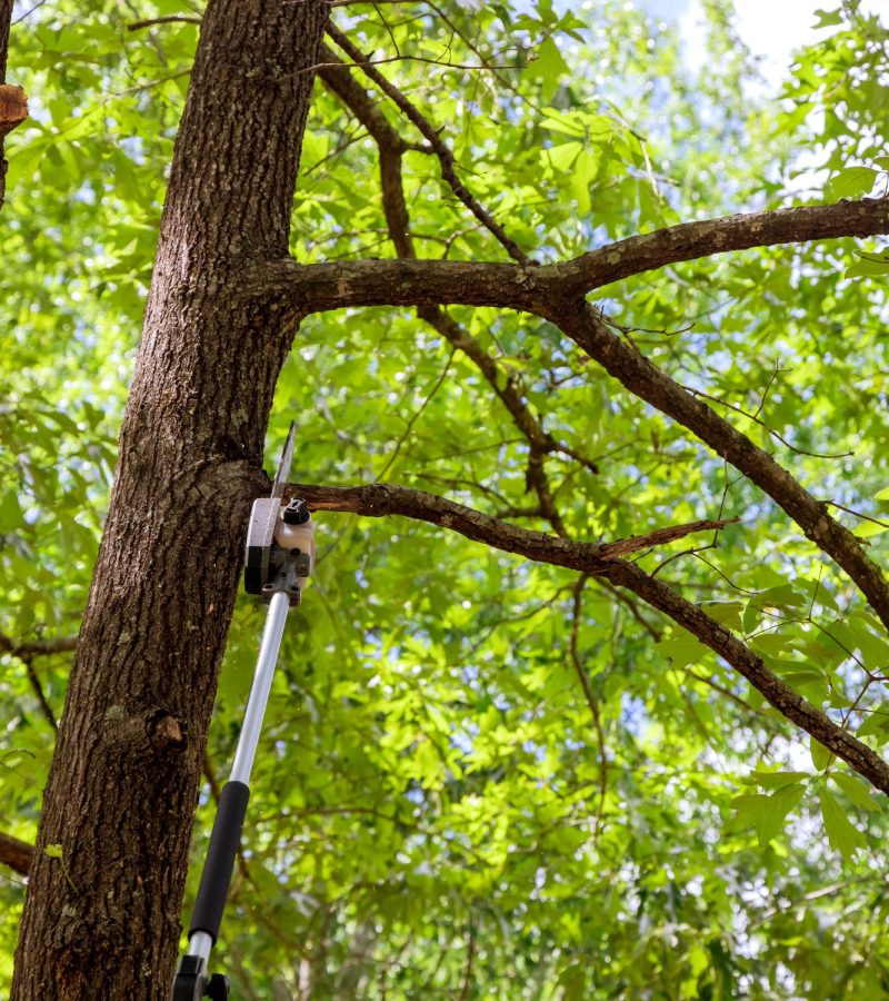 Tree cabling and bracing