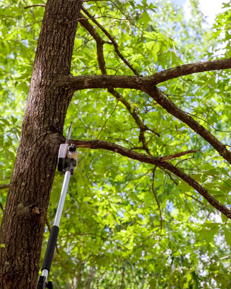 Tree cabling and bracing