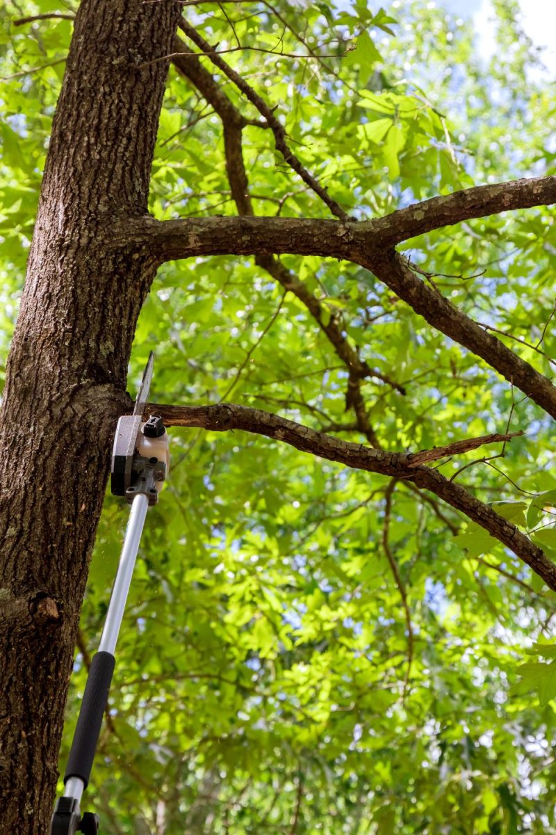 Tree cabling and bracing