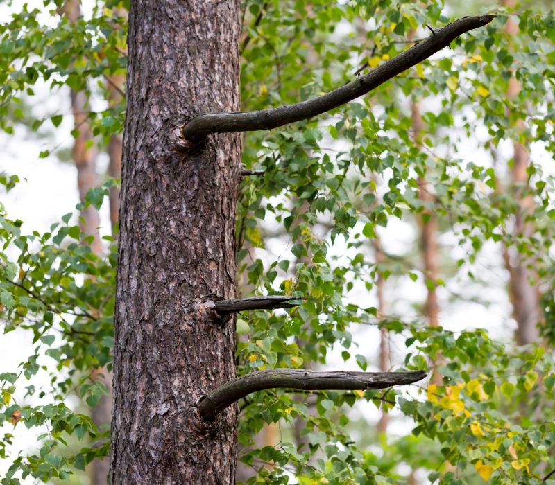 Tree cabling and bracing