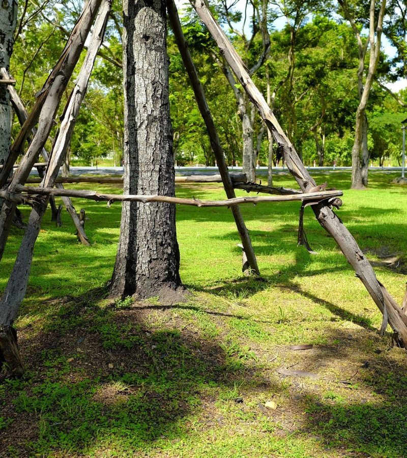 Tree Cabling and Bracing