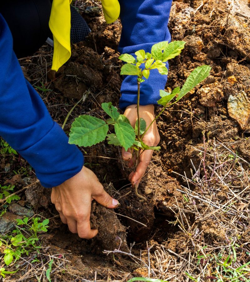 Tree Planting