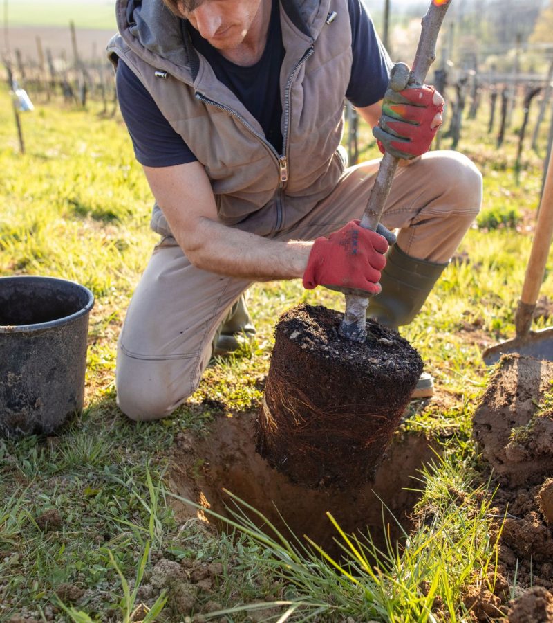 Tree Planting