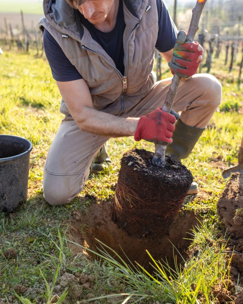 Tree Planting