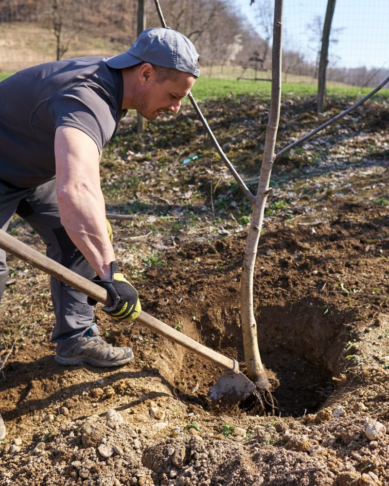 Tree Planting