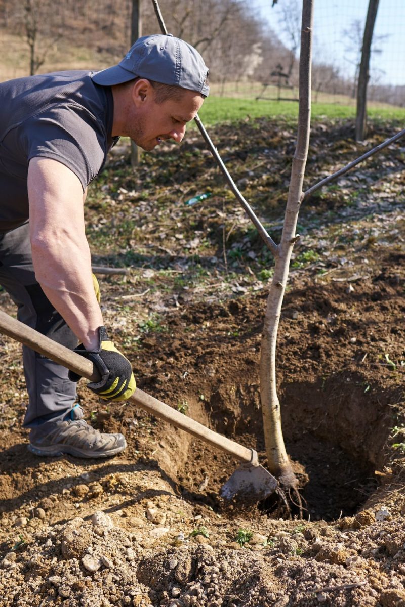 Tree Planting