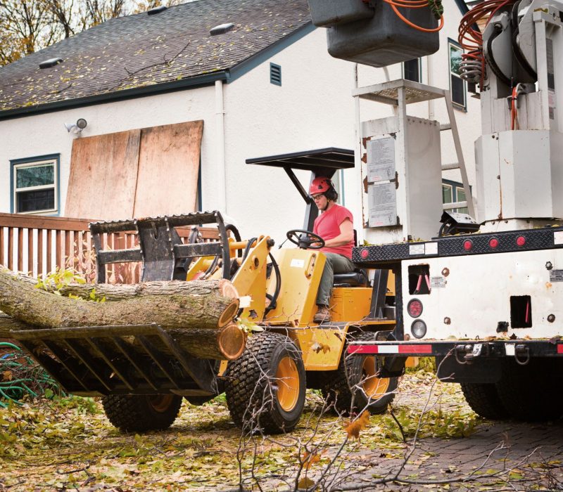 Tree Removal