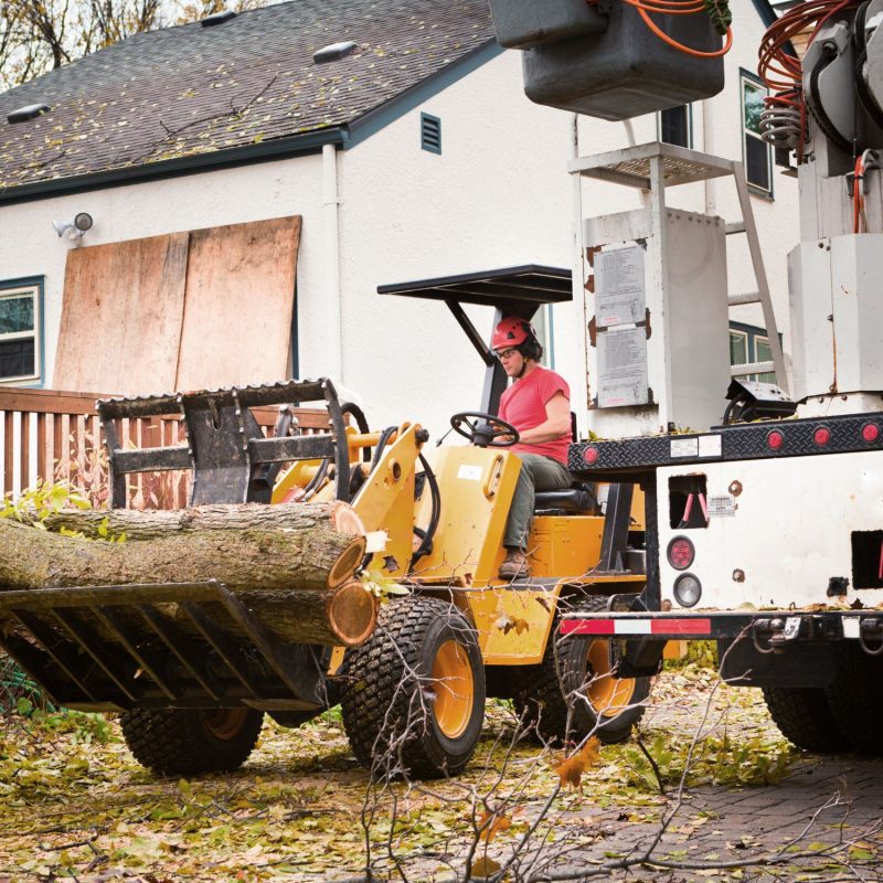 tree removal (2)