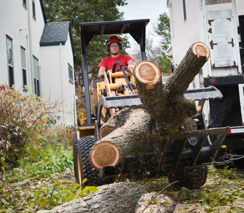 Tree Removal