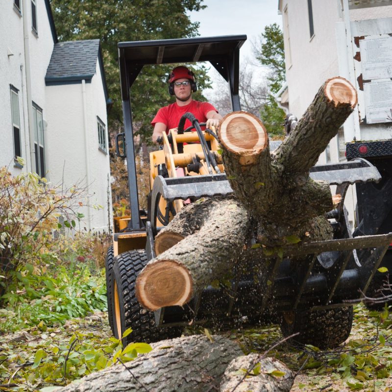 Tree Removal